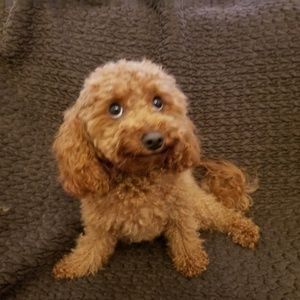 Meet your Posher, Yu hin